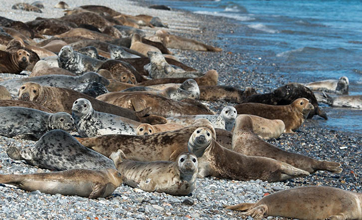 Seals on a beach near the sea