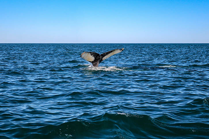 A minke whale
