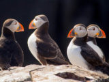 Four puffins
