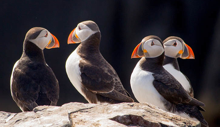 Four puffins