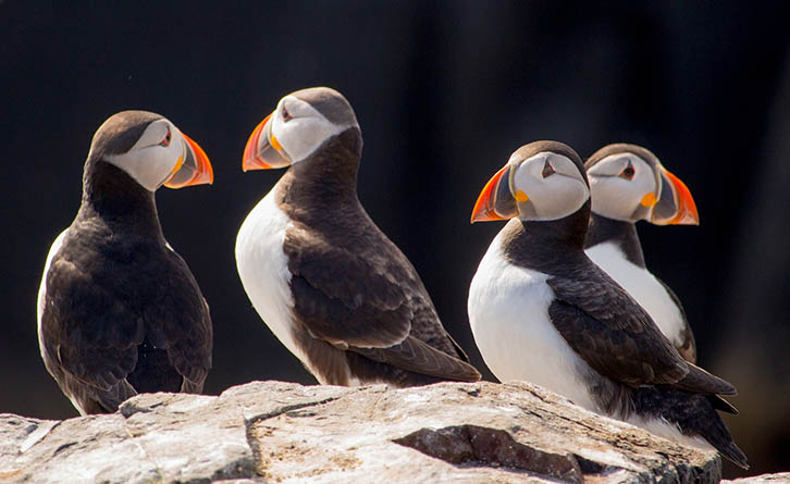 Four puffins