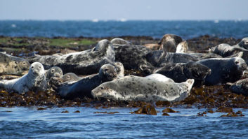 Seals by the sea
