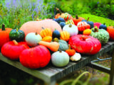 Visiting the castle gardens in autumn means a fine display of pumpkins!