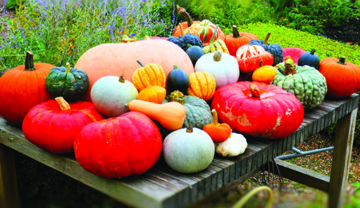 Visiting the castle gardens in autumn means a fine display of pumpkins!