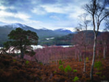 Birch trees and Caledonian pine trees on the hillside above Loch an Eilein, in winter.