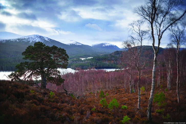 Birch trees and Caledonian pine trees on the hillside above Loch an Eilein, in winter.