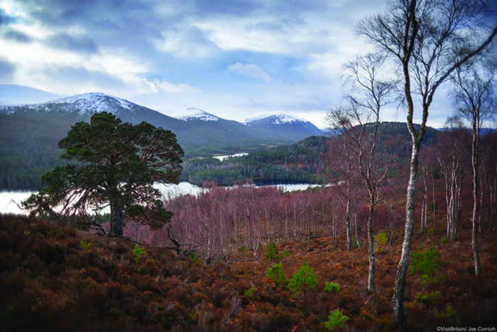 Birch trees and Caledonian pine trees on the hillside above Loch an Eilein, in winter.