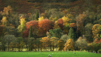 Redmire Wood in autumn