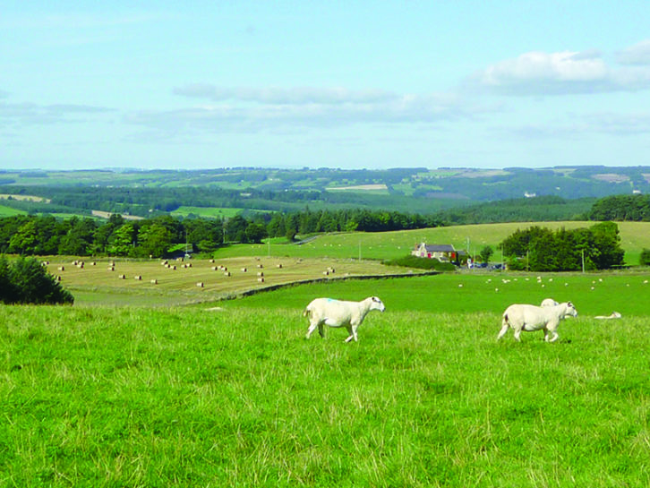 Rye Hill Farm