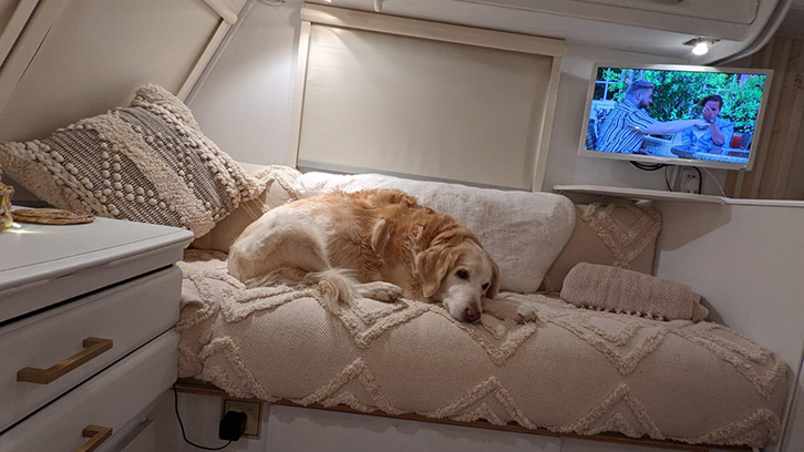 A golden retriever laying on the sofa