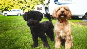 Two dogs looking at the camera with a caravan parked in the background