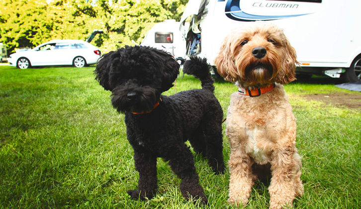 Two dogs looking at the camera with a caravan parked in the background