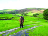 A friendly native pony encountered on one of Janette's walks