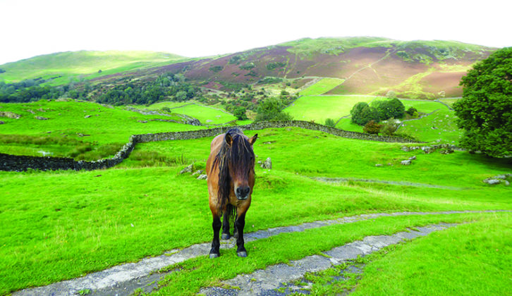 A friendly native pony encountered on one of Janette's walks