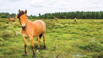 A New Forest pony