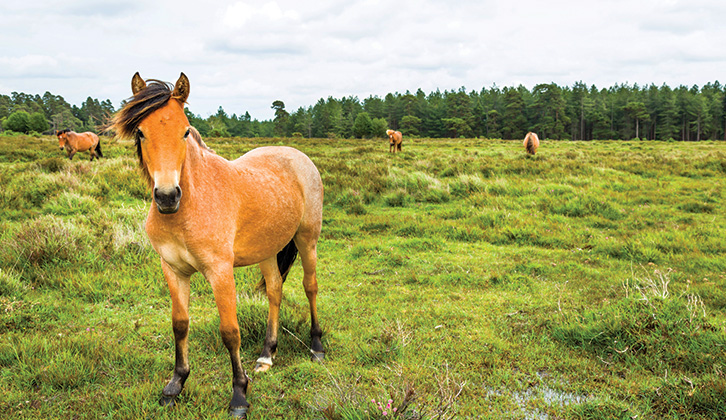 A New Forest pony