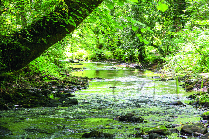 Riverside walks from Waterrow Touring Park