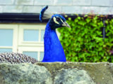 A handsome peacock patrols the inner courtyard at The Garlic Farm