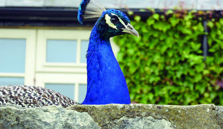 A handsome peacock patrols the inner courtyard at The Garlic Farm