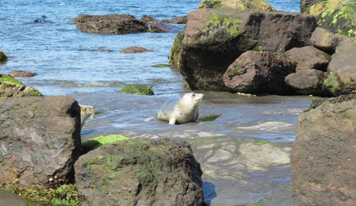 A seal on the shore
