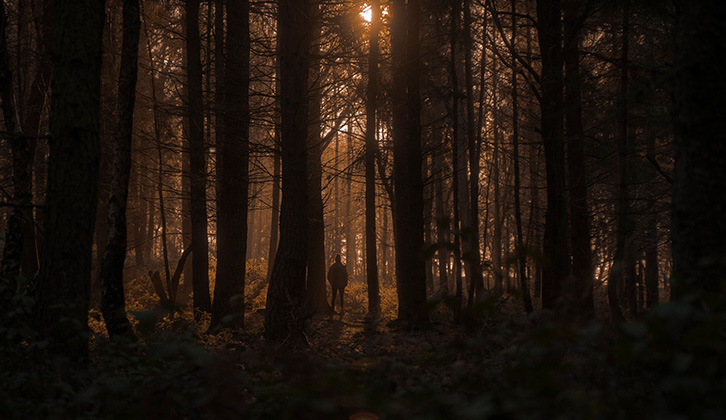 A walker in Wyre Forest - image credit: Forestry England