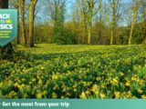 A field of daffodils