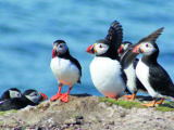 See puffins on a boat trip to the Larne Islands