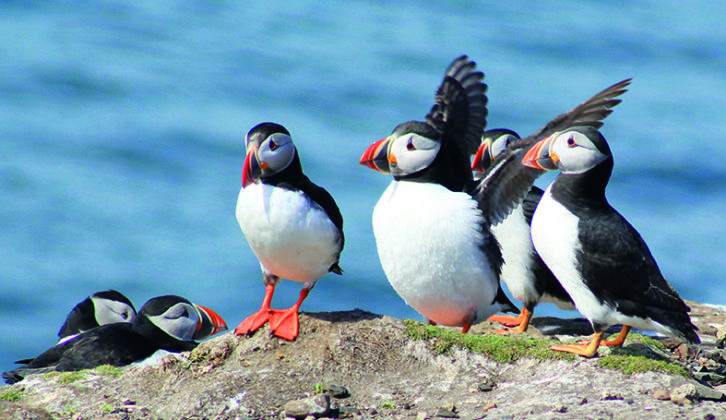 See puffins on a boat trip to the Larne Islands