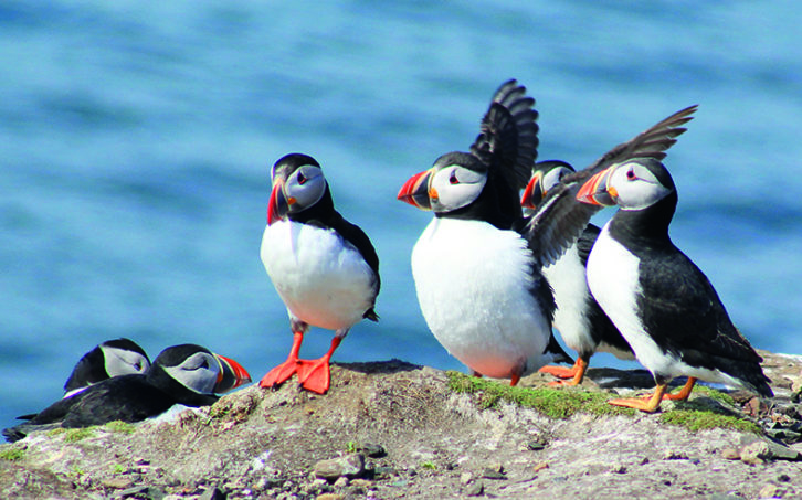 See puffins on a boat trip to the Larne Islands