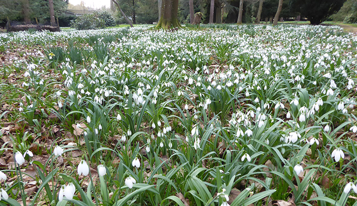 Lynford Arboretum