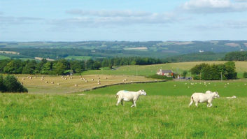 Rye Hill Farm