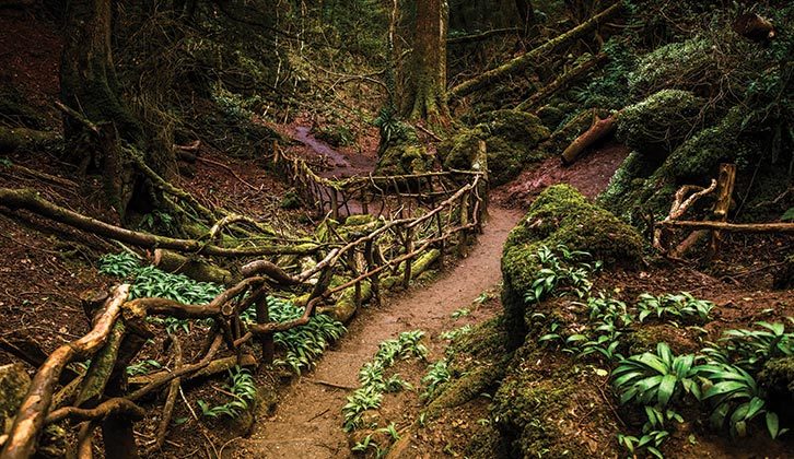 One of the atmospheric pathways at Puzzlewood