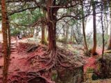 The distinctive landscapes of Puzzlewood are so inspiring