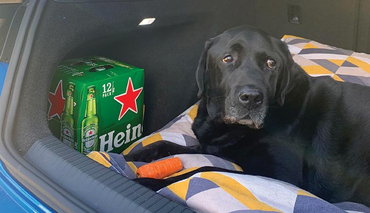 A dog sitting in the boot of a car