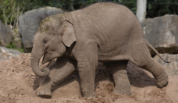 An elephant at Chester Zoo