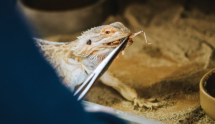 A reptile being fed