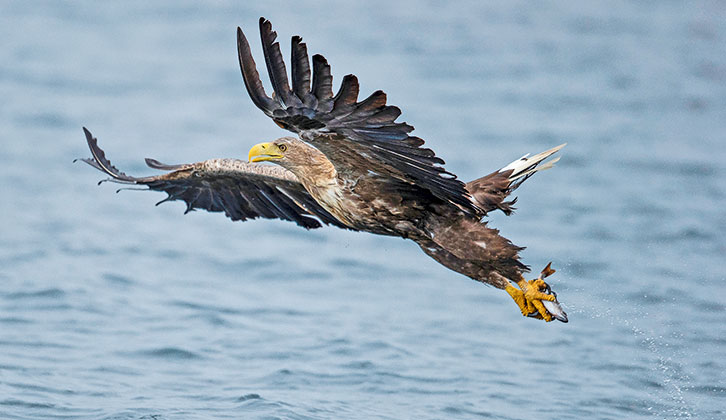 A golden eagle