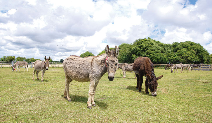 Donkeys at the Isle of Wight Donkey Sanctuary