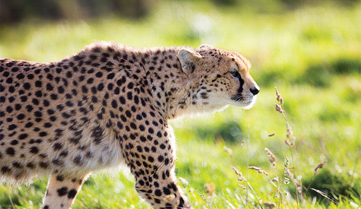 A leopard at Whipsnade zo