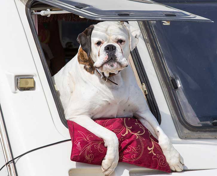 Dog looking out window