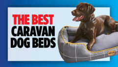 The best caravan dog beds