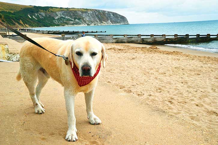 Dog on Swanage Beach