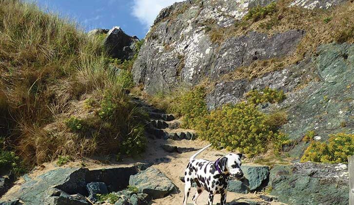 A dog exploring Ynys Llanddwyn