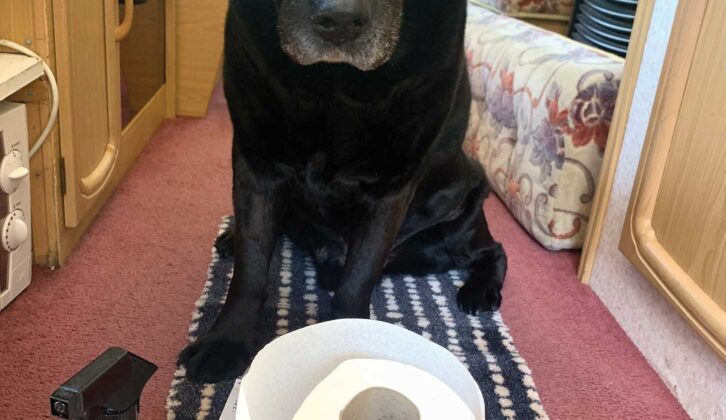 Chucky the dog staring at kitchen roll