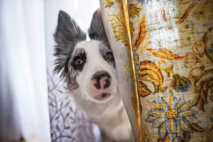 A dog looking out the windows