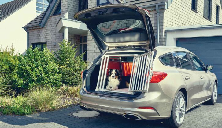 A dog in the boot of the Estate