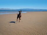 Arty on a beach on the Isle of Arran