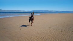 Arty on a beach on the Isle of Arran