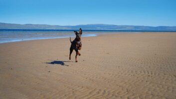Arty on a beach on the Isle of Arran