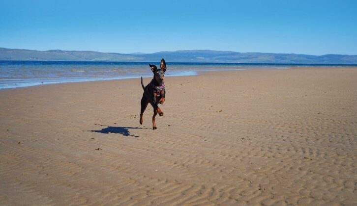 Arty on a beach on the Isle of Arran